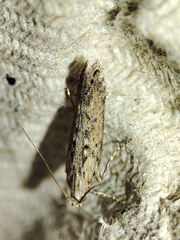 Phthorimaea operculella