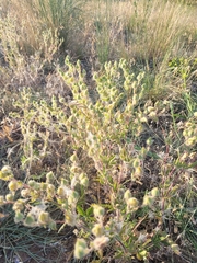 Potentilla astracanica