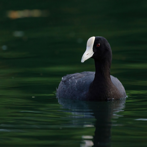Hawaiian Coot
