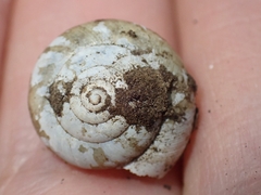 Austrochloritis porteri