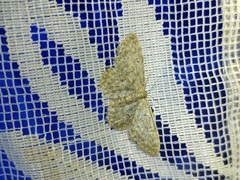 Idaea typicata