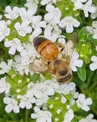 Apis mellifera