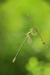 Lestes sponsa