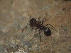 Monomorium indicum
