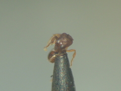 Strumigenys membranifera