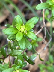 Hibbertia bracteata