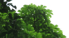 Pseudobombax septenatum