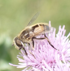 Eristalis abusiva