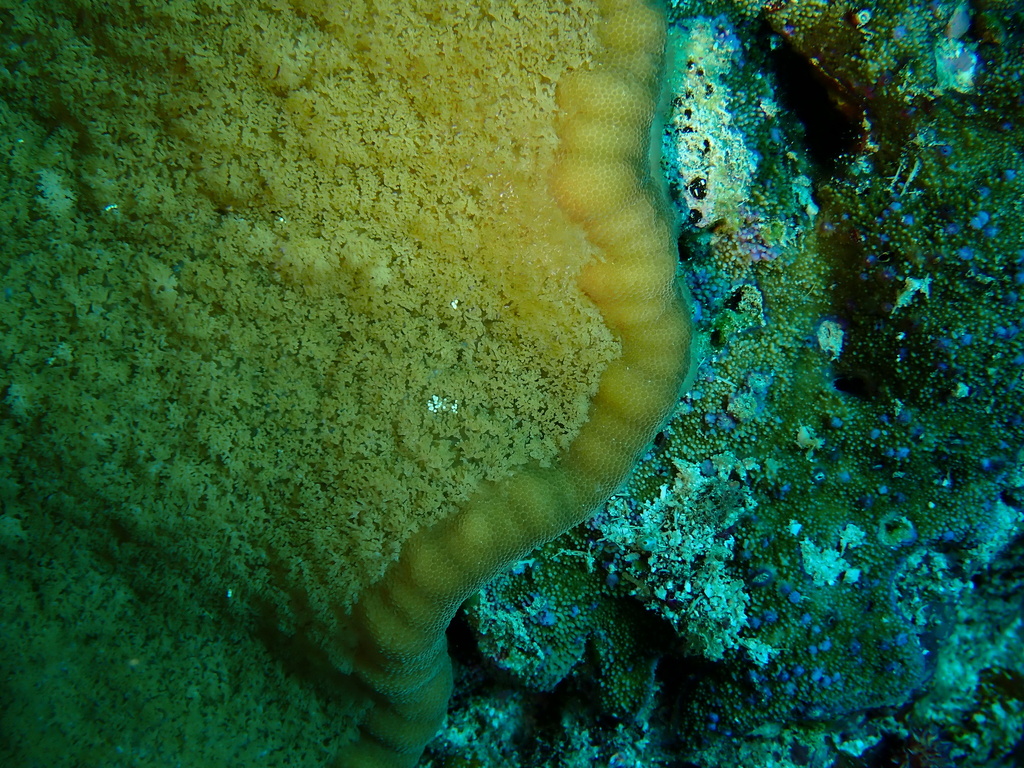 Adhesive sea anemone
