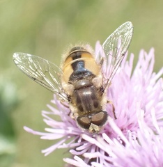Eristalis abusiva