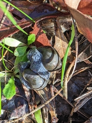 Bothriembryon kendricki