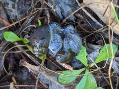 Bothriembryon kendricki