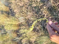 Linaria genistifolia