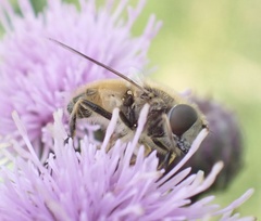 Eristalis abusiva