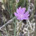 Stephanomeria thurberi - Photo (c) susanlamb,  זכויות יוצרים חלקיות (CC BY-NC), הועלה על ידי susanlamb