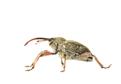 Curculio venosus