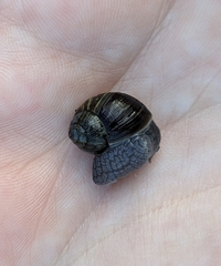 Bothriembryon kendricki