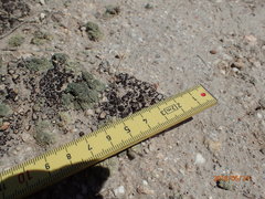 Heteroplacidium congestum