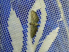 Eupithecia gemellata