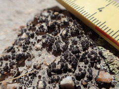 Heteroplacidium congestum