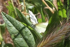 Pieris rapae
