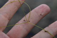 Potamogeton trichoides