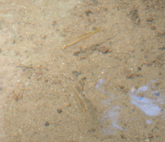 Pseudomugil signifer