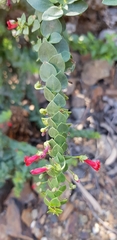 Galvezia fruticosa