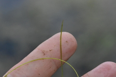 Potamogeton trichoides