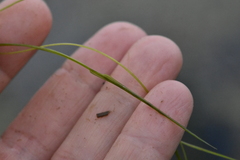 Potamogeton trichoides