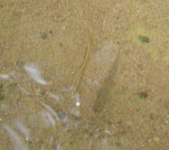 Pseudomugil signifer