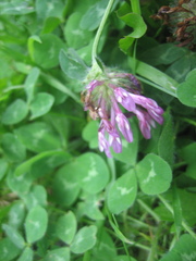 Trifolium pratense