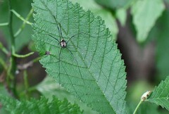 Leiobunum calcar