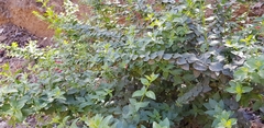Galvezia fruticosa