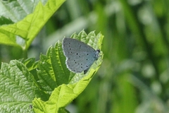 Celastrina argiolus