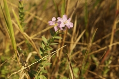 Lythrum gracile