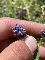 Ceanothus parvifolius
