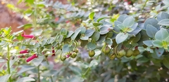 Galvezia fruticosa