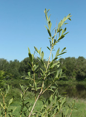 Salix vinogradovii