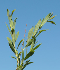 Salix vinogradovii