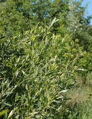 Salix vinogradovii