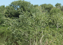 Salix vinogradovii