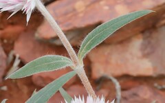Gomphrena kanisii