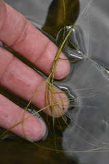 Potamogeton trichoides