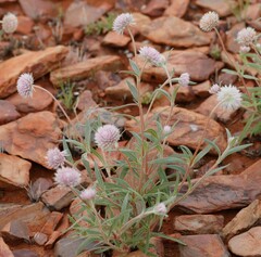 Gomphrena kanisii
