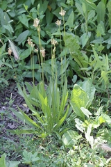 Plantago lanceolata