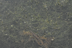 Potamogeton trichoides