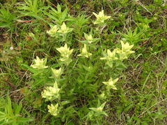 Castilleja unalaschcensis