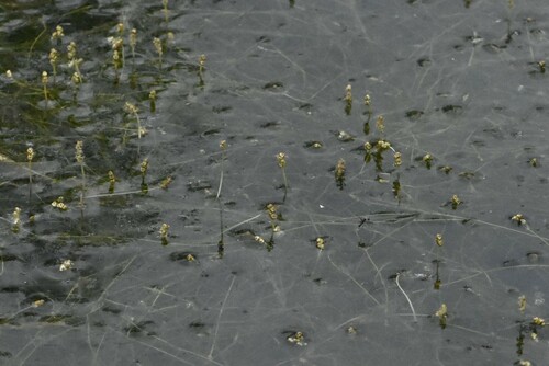 Image of Potamogeton trichoides by (c) Марина Садыкова, some rights reserved (CC BY)