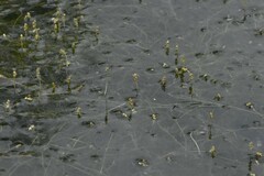 Potamogeton trichoides